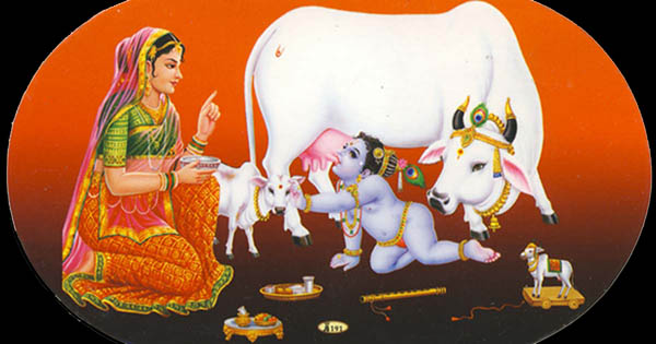 sacred cow